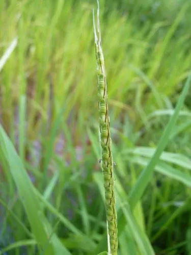 Ischaemum rugosum